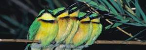 obrázok puzzlí Puzzle 500  Exotické vtáky