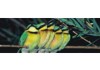 Puzzle 500  Exotické vtáky