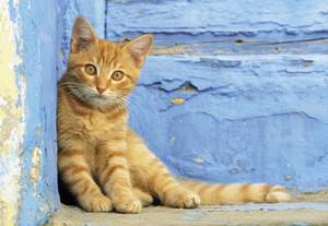 obrázok puzzlí Puzzle 500 Ginger Cat