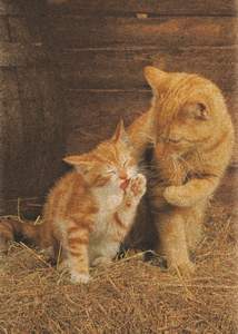 obrázok puzzlí Puzzle 500 Ginger Cats