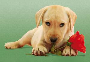 obrázok puzzlí Puzzle 500 Dog with Rose
