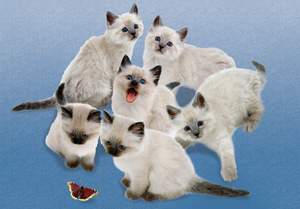 obrázok puzzlí Puzzle 500 Butterfly Cats