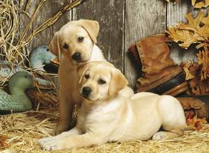 obrázok puzzlí Puzzle 1500 Hunting dogs