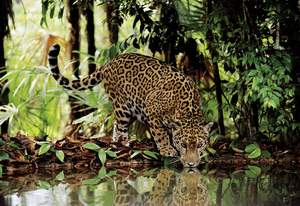 obrázok puzzlí Puzzle 2000 Leopard