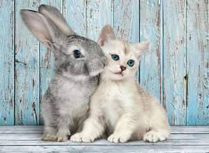 obrázok puzzlí Puzzle 500 Cat & Bunny