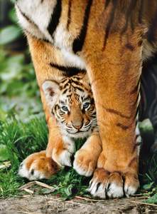 obrázok puzzlí Puzzle 500 Bengal Tigers