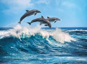 obrázok puzzlí Puzzle 500 Dolphins