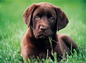 obrázok puzzlí Puzzle 500 Chocolate puppy
