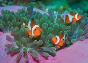 obrázok puzzlí Puzzle 1000 Clown Fishes