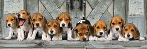 obrázok puzzlí Puzzle 1000 Beagles