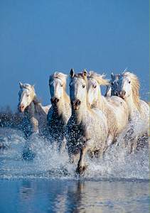 obrázok puzzlí Puzzle 1000 Horses