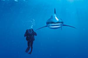 obrázok puzzlí Puzzle 1000 Ocean whitetip shark