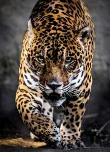 obrázok puzzlí Puzzle 1000 Walk on the Jaguar