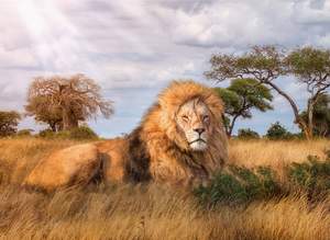 obrázok puzzlí Puzzle 1000 The King