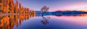 obrázok puzzlí Puzzle 1000 Lake Wanaka tree