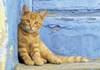 Puzzle 500 Ginger Cat