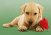 Puzzle 500 Dog with Rose