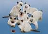 Puzzle 500 Butterfly Cats