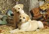 Puzzle 1500 Hunting dogs