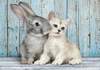 Puzzle 500 Cat & Bunny