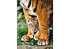 Puzzle 500 Bengal Tigers