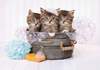 Puzzle 500 Kittens and Soap