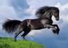 Puzzle 500 Fresian Black Horse