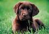 Puzzle 500 Chocolate puppy