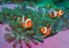 Puzzle 1000 Clown Fishes