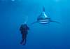 Puzzle 1000 Ocean whitetip shark