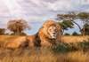 Puzzle 1000 The King