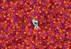 Puzzle 1000 Frozen 2