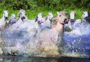 obrázok puzzlí Puzzle 1000 White Horses of Camargue