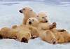 Puzzle 500 Polar Bears