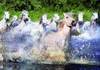 Puzzle 1000 White Horses of Camargue