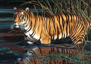 obrázok puzzlí Puzzle 1000 Tiger
