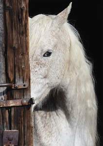 obrázok puzzlí Puzzle 1000 Equine Beauty