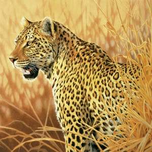 obrázok puzzlí Puzzle 1000 Leopard