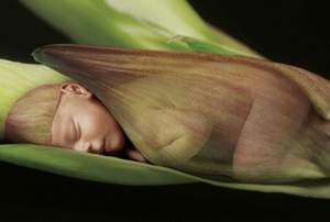 obrázok puzzlí Puzzle 500 Baby sleeping on red lily