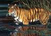 Puzzle 1000 Tiger