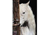 Puzzle 1000 Equine Beauty