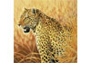 Puzzle 1000 Leopard