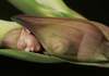 Puzzle 500 Baby sleeping on red lily