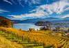 Puzzle 2000 Vineyards