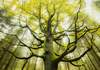 Puzzle 1000 Stefan Hefele, Dream tree